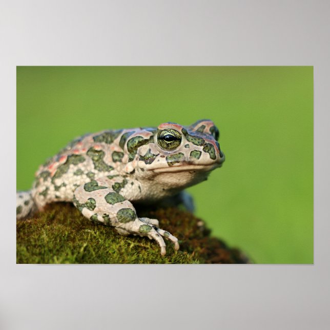 Poster Sapo-verde-europeu (Frente)