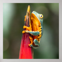 Sapo verde-laranja de árvore de macacos com perna