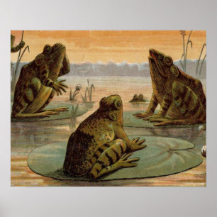 Pôster Sapos Lily Pads Ilustração da Lua