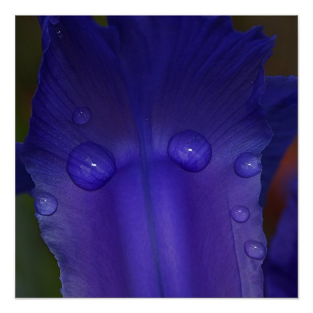 Pôster Sapphire Serenity  (Frente)