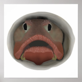 Poster Sarcástico Fringehead - Cabeça de Peixe