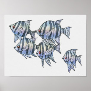 Poster Sargento Scissortail