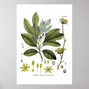 Poster Sassafras officinale