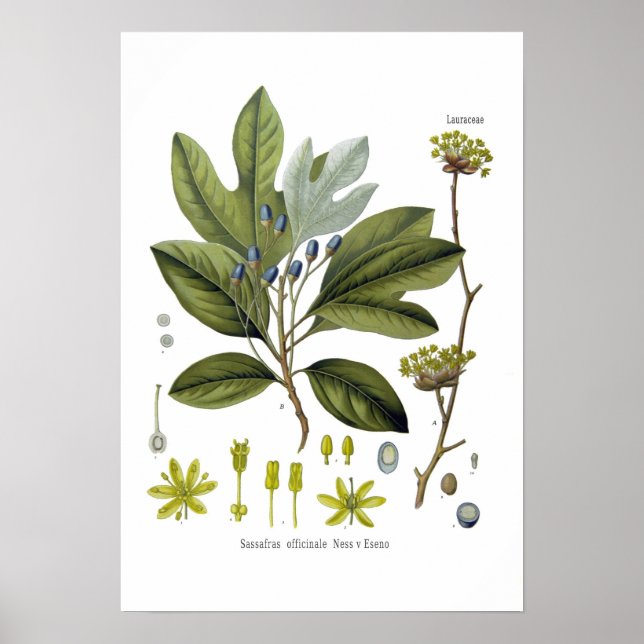 Poster Sassafras officinale (Frente)