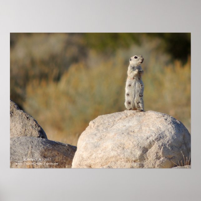 Poster Saudações Amigáveis (Frente)