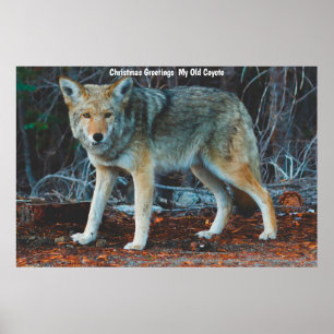 Poster Saudações de Natal Meu Velho Coyote