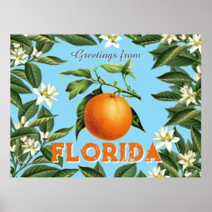 Poster Saudações Retro Vintage da Flórida Fruta Laranja