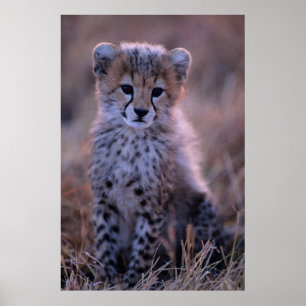 Pôster Savana de Cub   da chita, Kenya