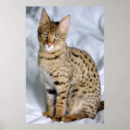 Poster Savannah Cat