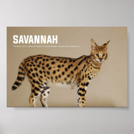 Poster Savannah Cat Breed