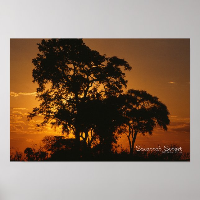 Poster Savannah Sunset (Frente)