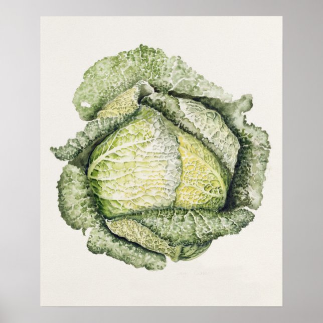 Poster Savoy Cabbage (Frente)