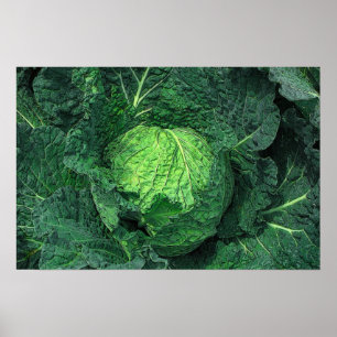 Poster Savoy Cabbage