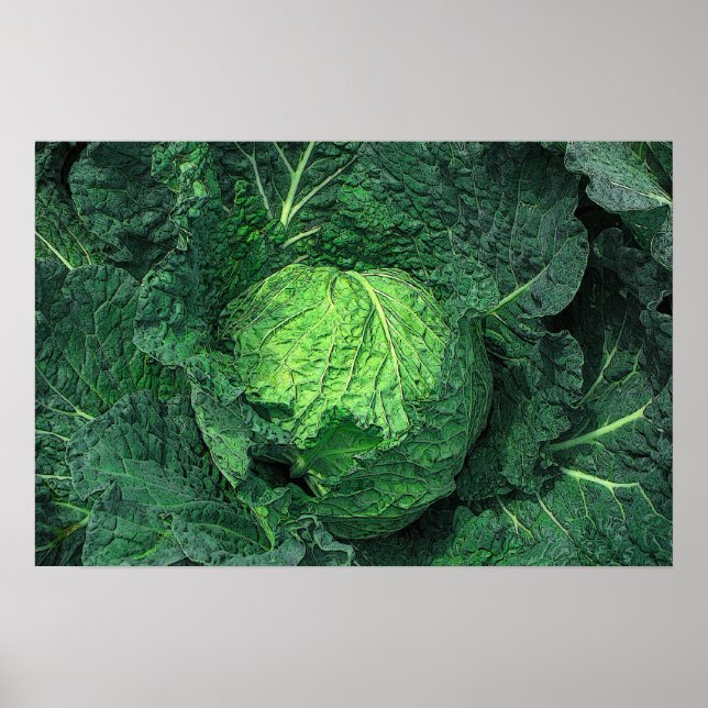 Poster Savoy Cabbage (Frente)