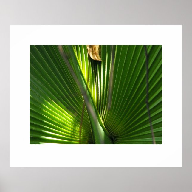 Poster Saw Palmetto Foto Closeup (Frente)