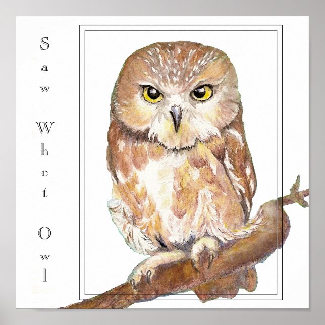 Poster Saw Whet Owl (Frente)