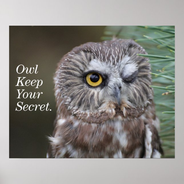 Pôster Saw-whet Owl (Frente)