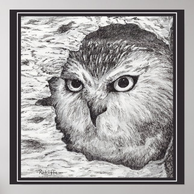Poster Saw-Whet Owl  (Frente)