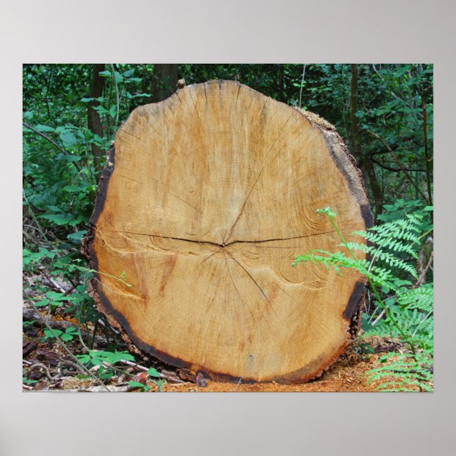 Poster Sawn log in a forest (Frente)