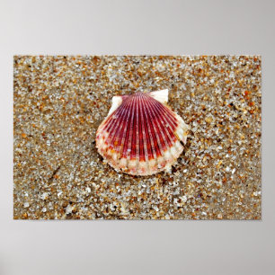 Pôster Scallop Shell