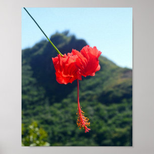 Pôster Scarlet Hibiscus no Havaí