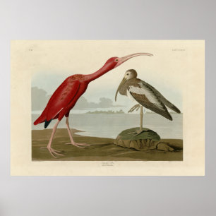 Poster Scarlet Ibis - das Aves da América de Audubon