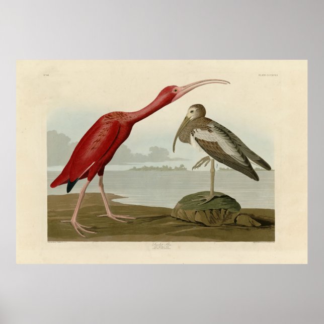 Poster Scarlet Ibis - das Aves da América de Audubon (Frente)