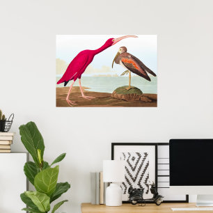 Poster Scarlet ibis por John James Audubon
