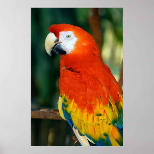 Pôster Scarlet Macaw (Frente)