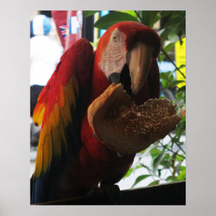 Poster Scarlet Macaw Comendo Brinde