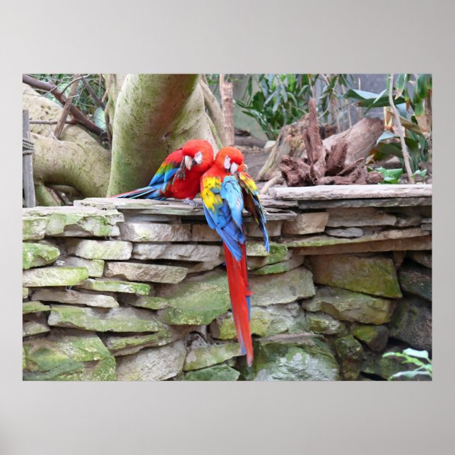 Poster Scarlet Macaws (Frente)