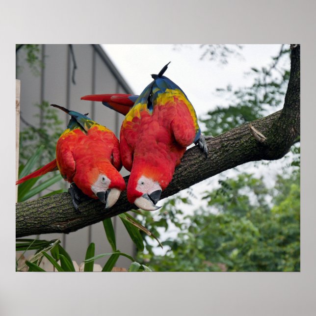 Pôster Scarlet Macaws (Frente)