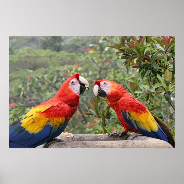Pôster Scarlet Mackaws (Frente)