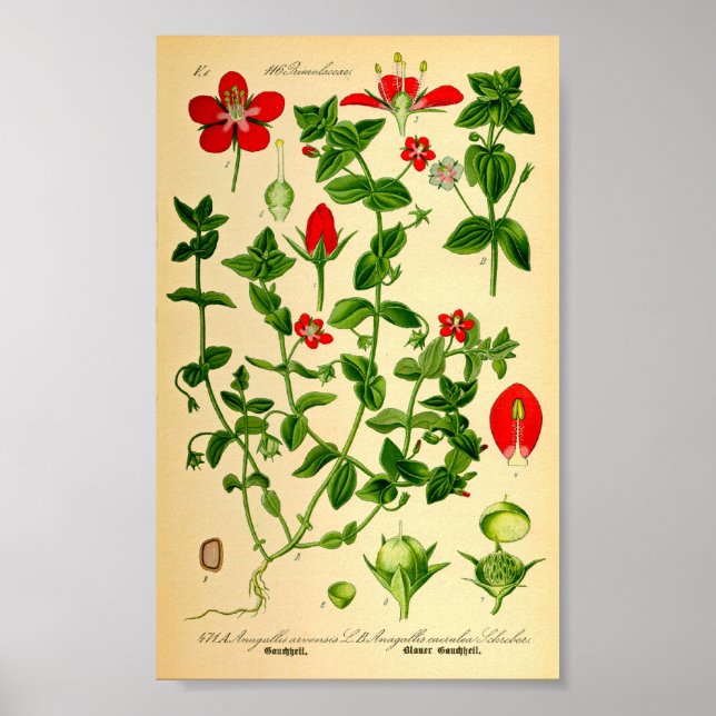 Poster Scarlet Pimpernel (Anagallis caerulea) (Frente)