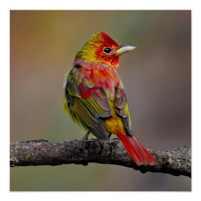 Pôster Scarlet Tanager Molting - Fotografia original (Frente)
