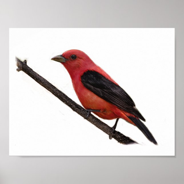 Pôster Scarlet Tanager no Branch (Frente)