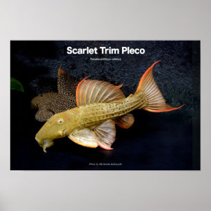 Pôster Scarlet Trim Pleco の ポ ス タ ー