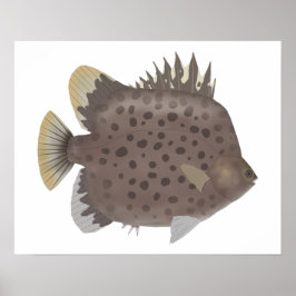 Poster Scat manchado