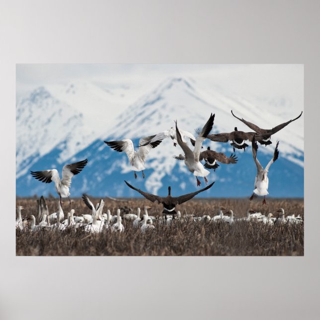 Poster Scattering Geese (Frente)