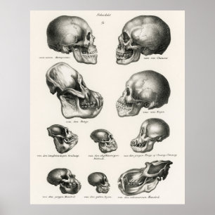 Poster Schinz de Visser Human Monkey & Ape Skulls