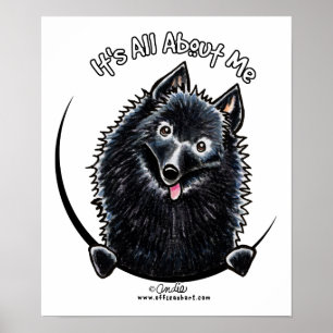 Pôster Schipperke IAAM