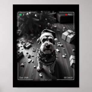 Poster Schnauzer de Natal Flagrado pela Câmera