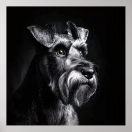 Poster Schnauzer Monochrome Portrait