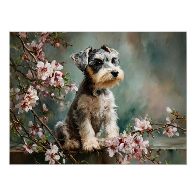 Pôster Schnauzer Puppy Among Spring Cherry Blossoms (Frente)