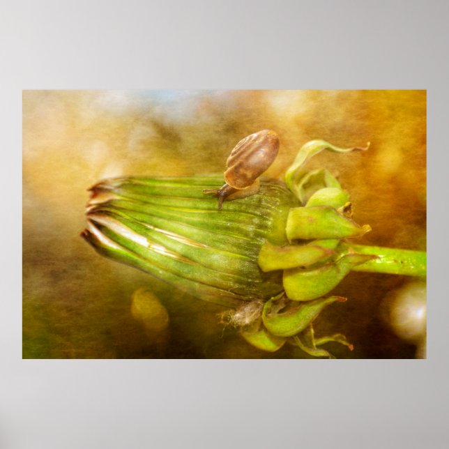 Poster Schnecke auf Löwenzahn (Frente)