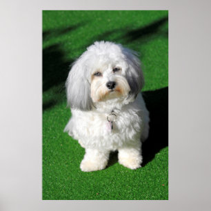 Pôster schöner,weißer Havaneser-Hund sitzend,Blickkontakt