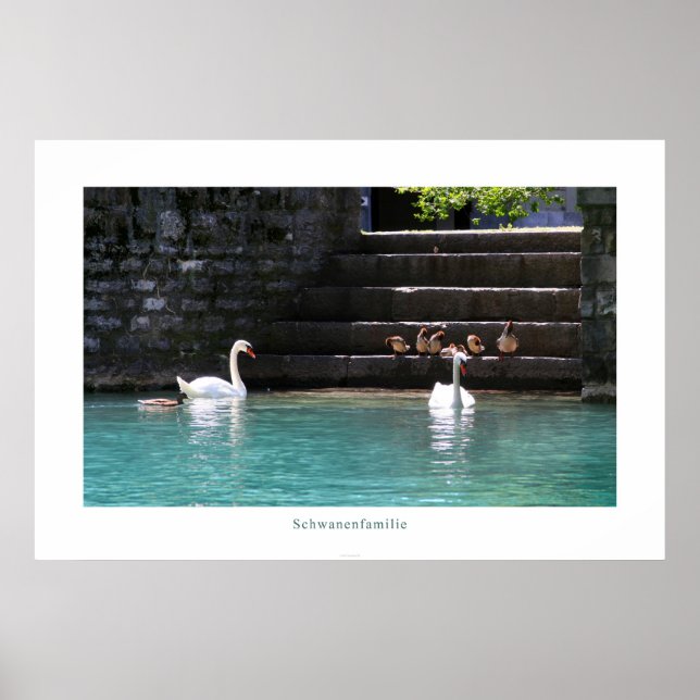 Poster Schwanenfamilie (Frente)