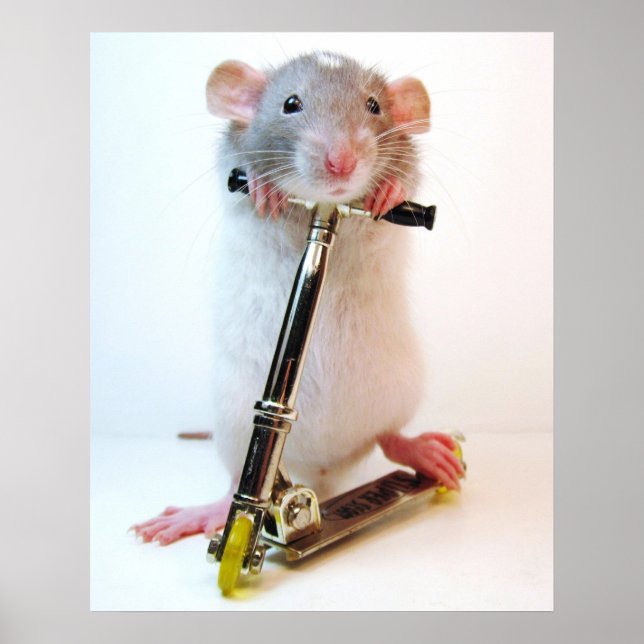 Pôster Scootimus Rattus (Frente)