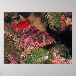 Poster Scorpionfish da Grama