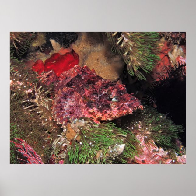 Poster Scorpionfish da Grama (Frente)